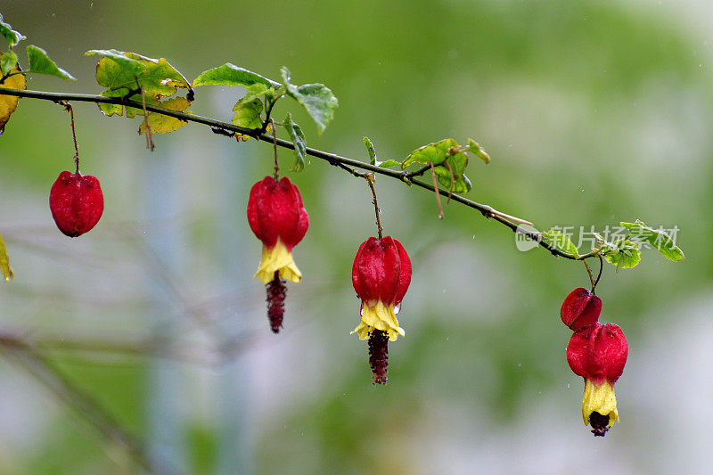 蒂罗尔灯/abutilon megapotamicum 花